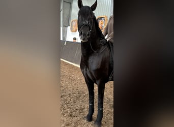 PRE Mestizo, Caballo castrado, 4 años, 164 cm, Negro