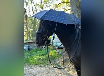 PRE Mestizo, Caballo castrado, 4 años, 164 cm, Negro