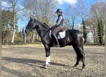 PRE Mestizo, Caballo castrado, 4 años, 164 cm, Negro