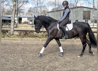 PRE Mestizo, Caballo castrado, 4 años, 164 cm, Negro