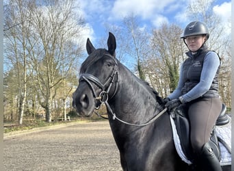 PRE Mestizo, Caballo castrado, 4 años, 164 cm, Negro