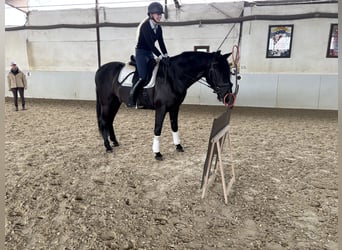 PRE Mestizo, Caballo castrado, 4 años, 164 cm, Negro