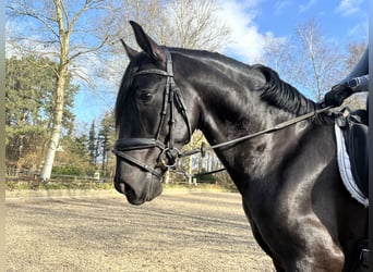 PRE Mestizo, Caballo castrado, 4 años, 164 cm, Negro