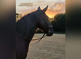 PRE Mestizo, Caballo castrado, 4 años, 164 cm, Negro