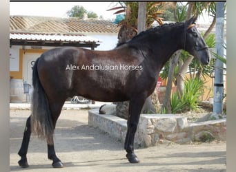 PRE Mestizo, Caballo castrado, 4 años, 164 cm, Tordo