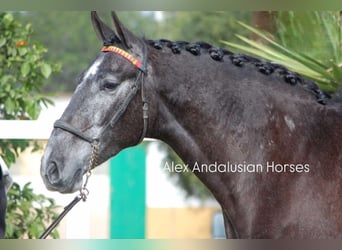 PRE Mestizo, Caballo castrado, 4 años, 164 cm, Tordo