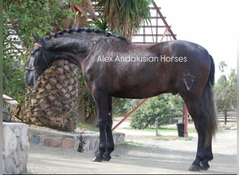 PRE Mestizo, Caballo castrado, 4 años, 164 cm, Tordo