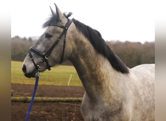 PRE Mestizo, Caballo castrado, 4 años, 164 cm, Tordo