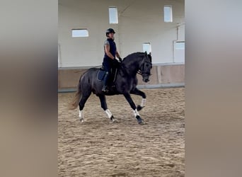 PRE, Caballo castrado, 4 años, 164 cm, Tordo