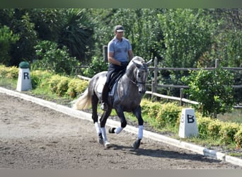 PRE Mestizo, Caballo castrado, 4 años, 164 cm, Tordo