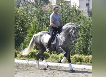 PRE Mestizo, Caballo castrado, 4 años, 164 cm, Tordo