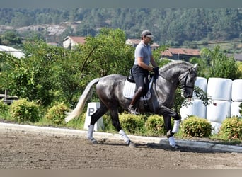 PRE Mestizo, Caballo castrado, 4 años, 164 cm, Tordo