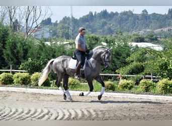PRE Mestizo, Caballo castrado, 4 años, 164 cm, Tordo
