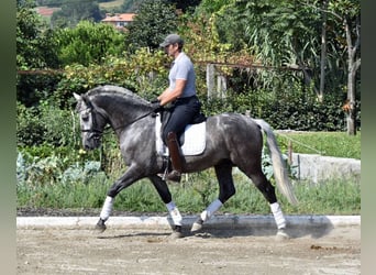 PRE Mestizo, Caballo castrado, 4 años, 164 cm, Tordo