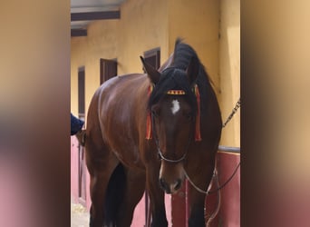 PRE, Caballo castrado, 4 años, 165 cm, Castaño