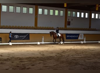 PRE, Caballo castrado, 4 años, 165 cm, Castaño