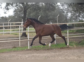 PRE, Caballo castrado, 4 años, 165 cm, Castaño