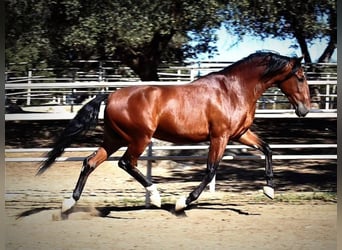 PRE, Caballo castrado, 4 años, 165 cm, Castaño