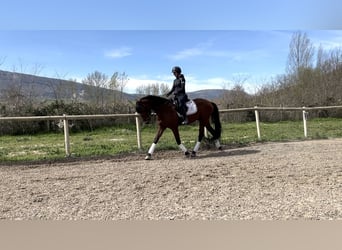 PRE, Caballo castrado, 4 años, 165 cm, Castaño