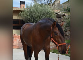 PRE, Caballo castrado, 4 años, 165 cm, Castaño