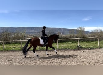 PRE, Caballo castrado, 4 años, 165 cm, Castaño