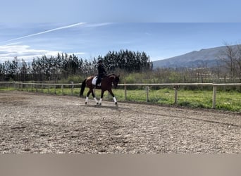 PRE, Caballo castrado, 4 años, 165 cm, Castaño