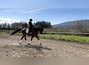 PRE, Caballo castrado, 4 años, 165 cm, Castaño