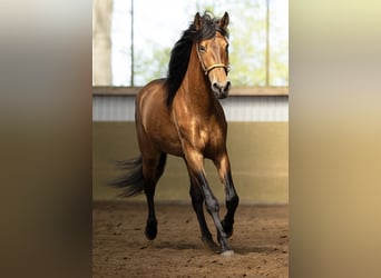 PRE, Caballo castrado, 4 años, 165 cm, Castaño claro