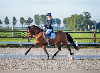 PRE Mestizo, Caballo castrado, 4 años, 165 cm, Castaño oscuro