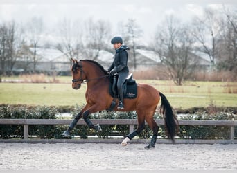 PRE Mestizo, Caballo castrado, 4 años, 165 cm, Castaño oscuro