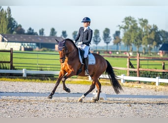 PRE Mestizo, Caballo castrado, 4 años, 165 cm, Castaño oscuro