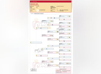 PRE, Caballo castrado, 4 años, 165 cm, Morcillo