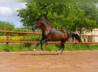 PRE, Caballo castrado, 4 años, 165 cm, Negro