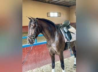 PRE Mestizo, Caballo castrado, 4 años, 165 cm, Negro