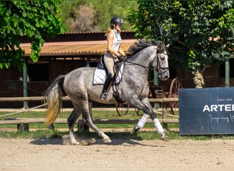 PRE Mestizo, Caballo castrado, 4 años, 165 cm, Tordo