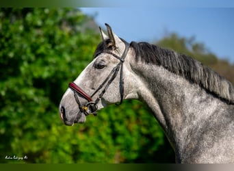 PRE Mestizo, Caballo castrado, 4 años, 165 cm, Tordo