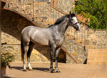 PRE Mestizo, Caballo castrado, 4 años, 165 cm, Tordo