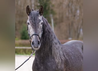 PRE Mestizo, Caballo castrado, 4 años, 165 cm, Tordo