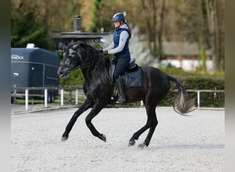 PRE Mestizo, Caballo castrado, 4 años, 165 cm, Tordo