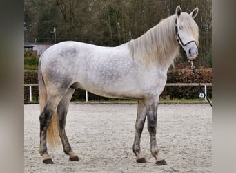 PRE, Caballo castrado, 4 años, 165 cm, Tordo