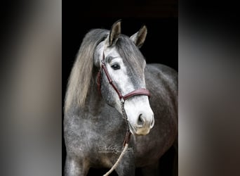 PRE, Caballo castrado, 4 años, 165 cm, Tordo