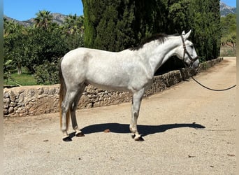 PRE Mestizo, Caballo castrado, 4 años, 165 cm, Tordo rodado