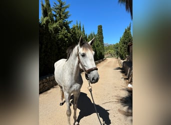 PRE Mestizo, Caballo castrado, 4 años, 165 cm, Tordo rodado