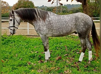 PRE Mestizo, Caballo castrado, 4 años, 165 cm, Tordo rodado