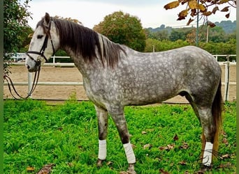 PRE Mestizo, Caballo castrado, 4 años, 165 cm, Tordo rodado