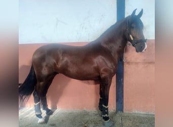 PRE, Caballo castrado, 4 años, 166 cm, Castaño