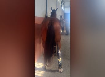 PRE, Caballo castrado, 4 años, 166 cm, Castaño