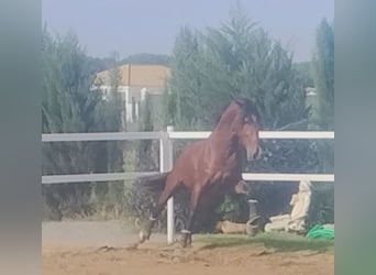 PRE, Caballo castrado, 4 años, 166 cm, Castaño