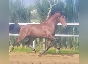 PRE, Caballo castrado, 4 años, 166 cm, Castaño