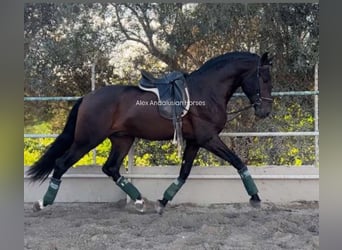 PRE Mestizo, Caballo castrado, 4 años, 166 cm, Castaño oscuro